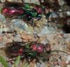 Hedychrum rutilans